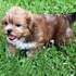 Adorável cachorrinho para adopção Shorkie feminino