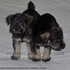 VENDO CACHORRITA SCHNAUZER MINI