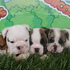 CRAZY PRICES!: English bulldogs and French Bulldogs for Sale