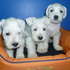 HERMOSOS CACHORRITOS SCHNAUZER BLANCOS