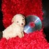 cachorros poodle teacup microtoy