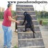 Paseo de perros - A domicilio - Madrid - Todo