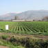 Great country ,10 ha , with house with ten rooms , for cultive 