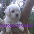 poodle micro toy  garantizados