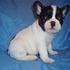 Francês bulldog cachorros para venda.