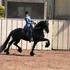 Frison caballo excelente para la venta. - Mascotas - Barcelona - Todo