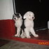 CACHORROS VIEJO PASTOR INGLES