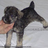 VENDO CACHORROS SCHNAUZER MINIATURA