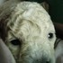 poodle microtoy cachorritos