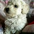 perritos poodle toy cachorros