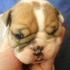 Gorgeous English Bulldog Puppies for Adoption