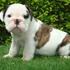 bien entrenados Inglés bulldog cachorros