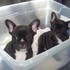 French Bulldog for adoption