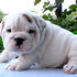 Dois AKC Bulldog Inglês Puppies prontos para aderir novas casas