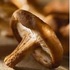 venta de shiitake fresco, garantizamos suministro todo el año - Valle del Cauca - Cali