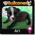 BULLDOG FRANCÉS: $1.600.000 de CRIADERO BULLCANES