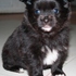 POMERANIA CACHORROS LINDOS