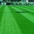 FAÇA SEU GRAMADO COM BAIXO CUSTO COM A GRAMA PHD