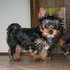 Grande Yorshire Terrier filhotes - Animais de estimação - Lisboa - Lisboa