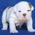 Adorable English BULLDOG puppies