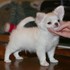 Chihuahua cachorrinho para adopção