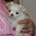 Chihuahua cachorrinho para adopção - Animais de estimação - Lisboa - Lisboa