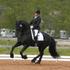 Cavalo castrado Frísia