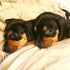 vendo perritos salchicha100% puros.