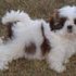 Venta Cachorros Shih tzu