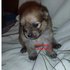 Cachorro Pomerania 100% puro
