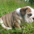 Gorgeous Male And Female English Bulldog Puppies Ready