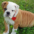 Bulldog Inglês para adopção livre. - Animais de estimação - Lisboa - Lisboa