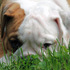 Bulldog Inglês para adopção livre. - Animais de estimação - Lisboa - Lisboa