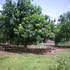 ***FINCA DE 100 TAREAS EN SANTIAGO***