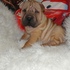 Shar pei para doação,
