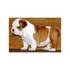 Inglês bulldog filhotes para venda