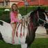 Gypsy Vanner gelding Grátis Adopção