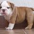 afectuoso cachorros bulldog Inglés para su aprobación 