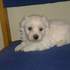 Bichon Maltes