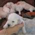 cachorros de golden retriever