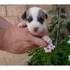 cachorros JACK RUSSELL con PEDIGREE