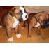 bulldog frances de todos los colores 