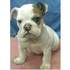 BULLDOG INGLES preciosa 