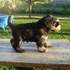 schnauzer miniatura