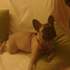BULLDOG FRANCES FAWN 