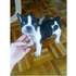 BULLDOG FRANCÉS CACHORROS