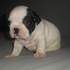 camada de bulldog frances 