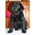 Labrador cachorros negros y amarillos de exc calidad. 