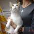CLOTI ENCANTADORA GATITA RESCATADA DE LA CALLE EN ADOPCION
