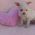 Chihuahua cachorra blanca 